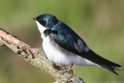 Tree Swallow Tachycineta Bicolor