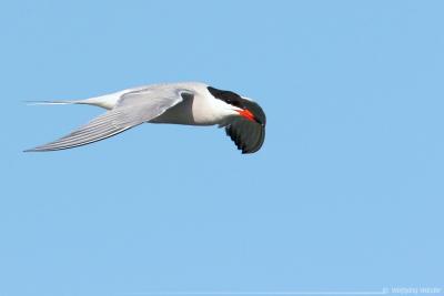 Common Tern Sterna Hirundo