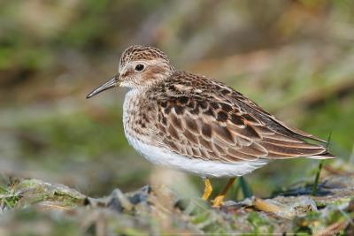 Least Sandpiper <i>Calidris Minutilla</i>