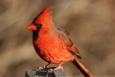 Northern Cardinal Cardinalis Cardinalis