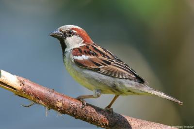 House Sparrow Passer Domesticus