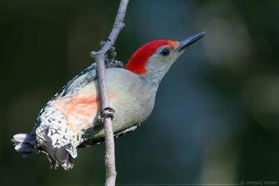 Red Bellied Woodpecker Melanerpes Carolinus