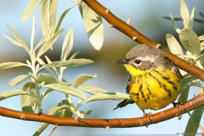 Magnolia Warbler Dendroica Magnolia