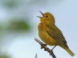 Yellow Warbler <i>Dendroica Petechia</i>