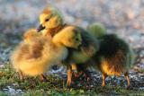 Canada Goose <i>Branta Canadensis</i>