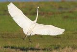 Great Egret <i>Ardea Alba</i>