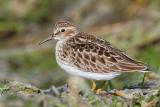 Least Sandpiper <i>Calidris Minutilla</i>