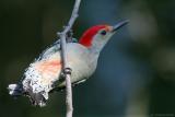 Red Bellied Woodpecker <i>Melanerpes Carolinus</i>