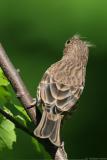 House Finch <i>Carpodacus Mexicanus</i>