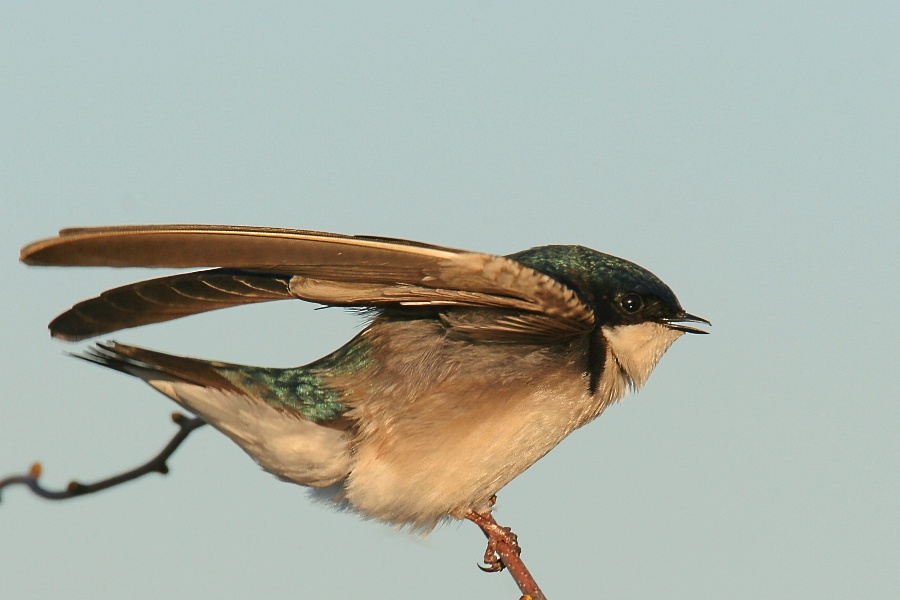 Tree Swallow <i>Tachycineta Bicolor</i>