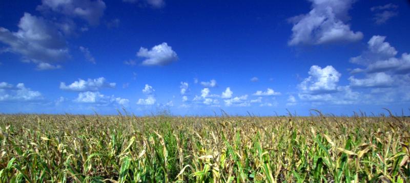 u26/wyk/large/19241159.corn5b71703.jpg