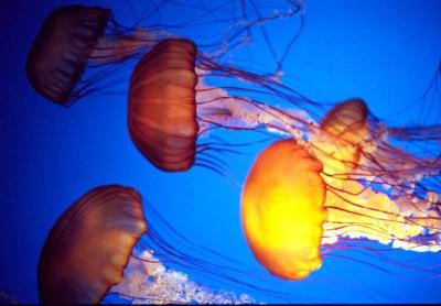monterey bay aquarium jelly fish
