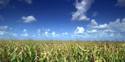 This is a farm just south of Weir, TX