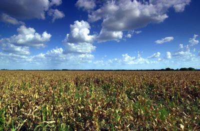 Another farm with corn. Imagine that. This is a different 'crop' of the farm off of 29, south of Georgetown.