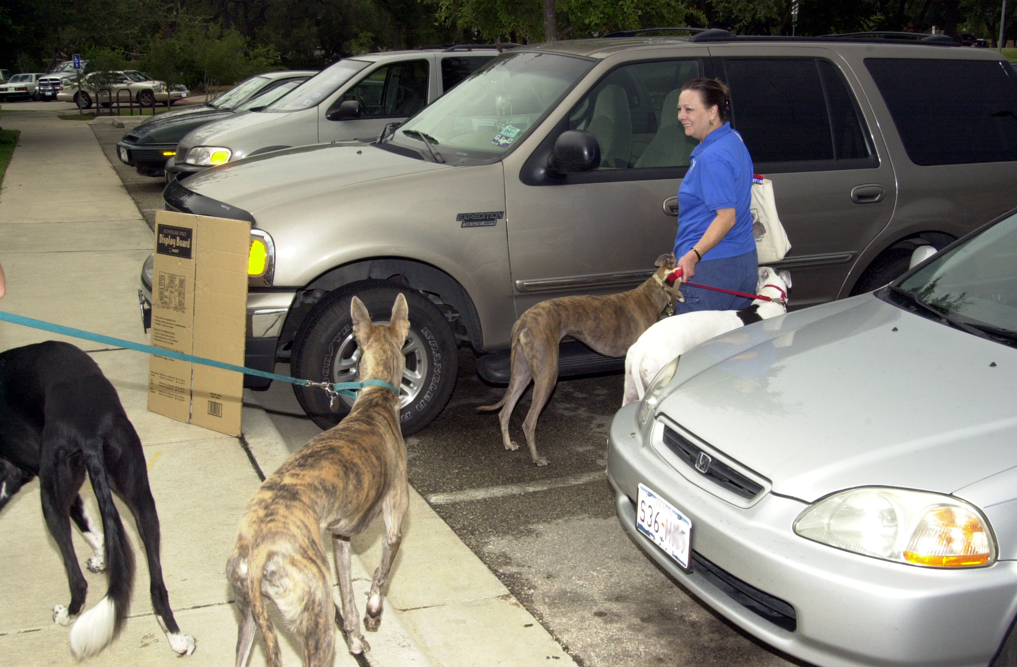 Greyhound meet and greet in Milwood