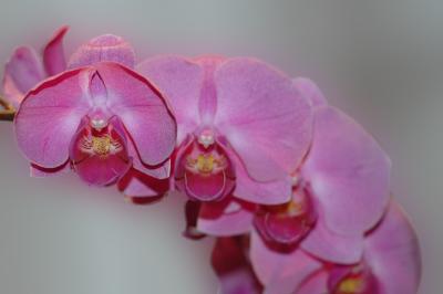 Another Orchid