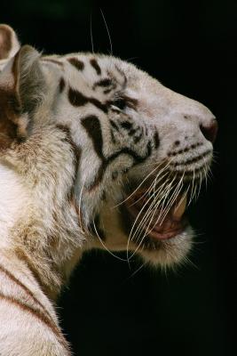u26/xl1/medium/43335834.tiger1200.jpg