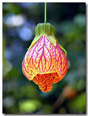 Japanese Lantern - Oyama Magnolia - Magnolia sieboldii