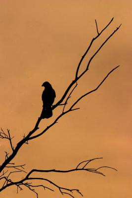 CRW_3532.JPG