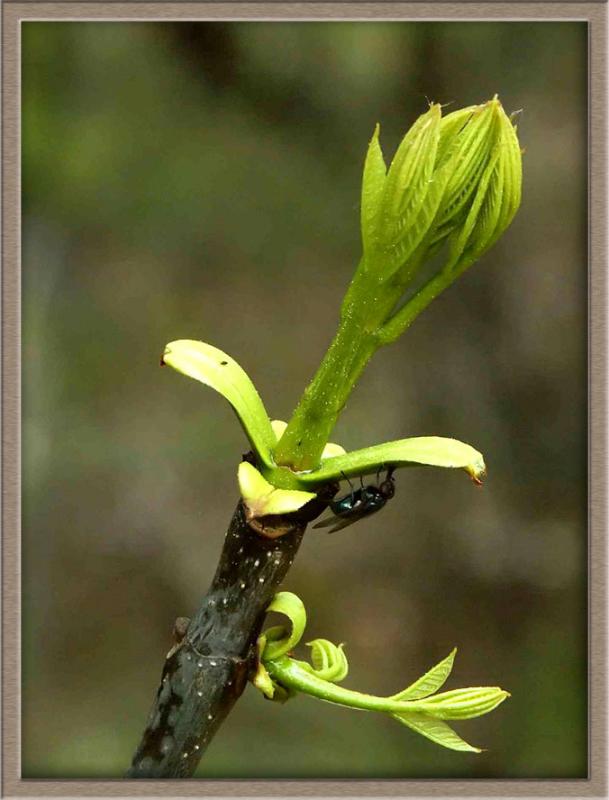 This Buds For You