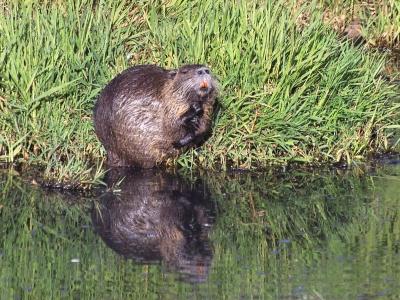 nutria