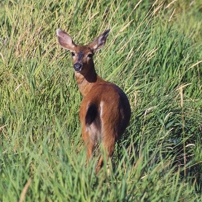 deer