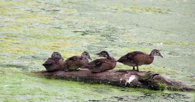 ducklingsweb7-25-03.jpg