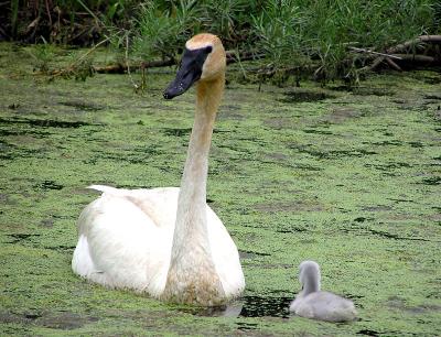 momncygnet2web7-25-03.jpg