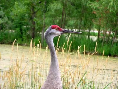 sandhillweb7-25-03.jpg