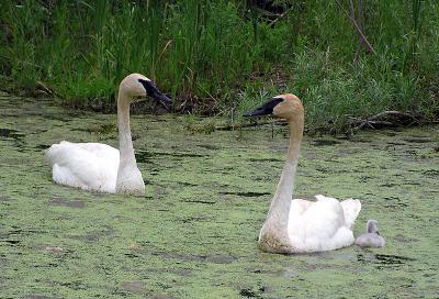 swanfamily2web.jpg