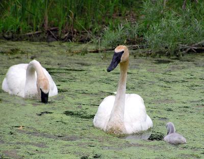 swanfamilyweb7-25-03.jpg