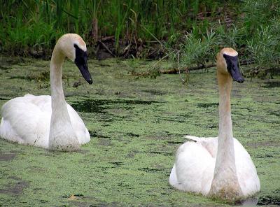 swanpairweb7-25-03.jpg