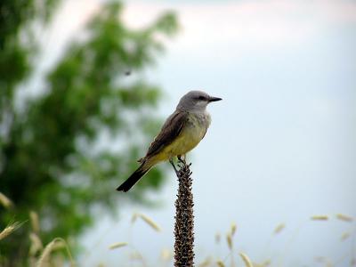 wkingbird2web7-25-03.jpg