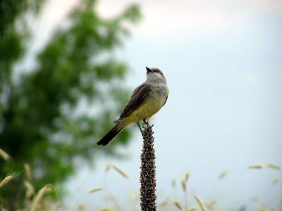 wkingbirdweb7-25-03.jpg