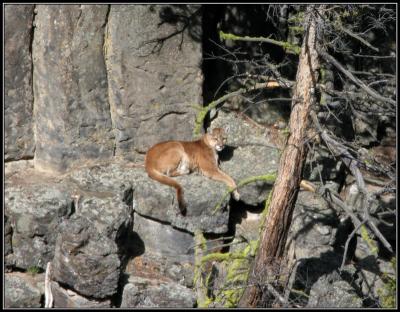 5-05mountainlion.jpg