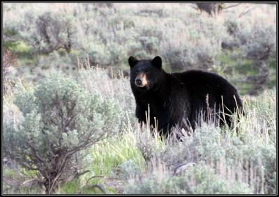 5-05blackbeartower.jpg
