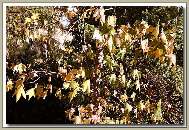 Liquidamber in autumn