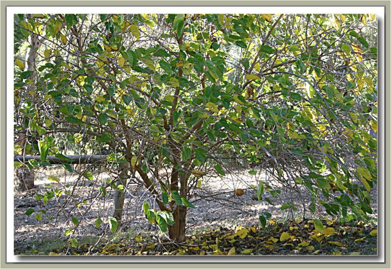 Our young mulberry tree in autumn