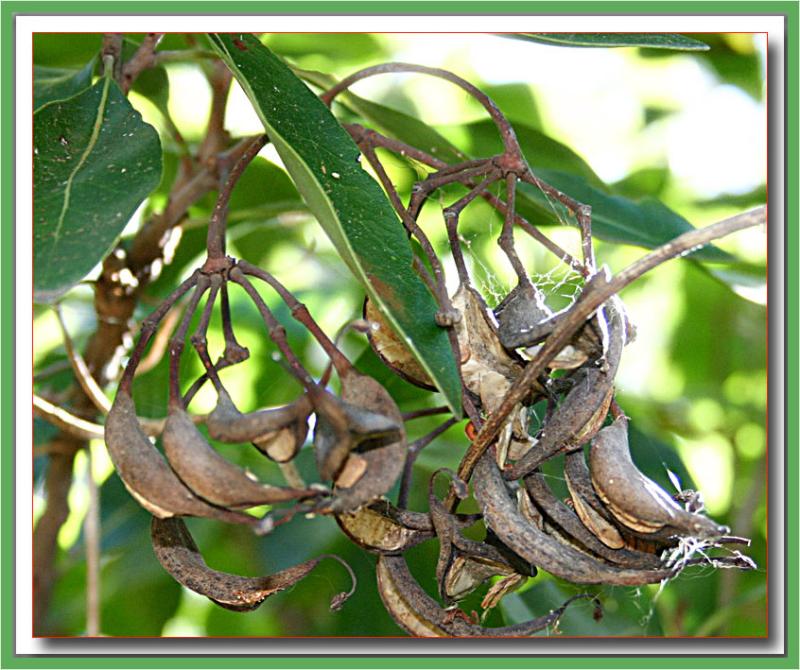 Firewheel tree - old pods