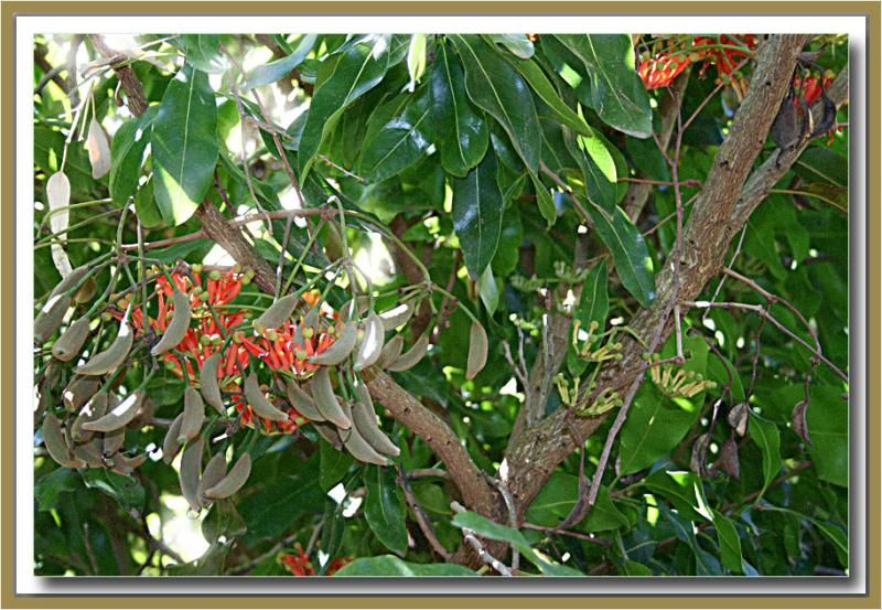 Firewheel tree - flowering in autumn.