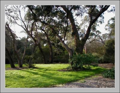Eucalypt
