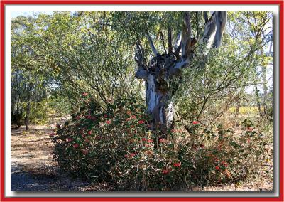 Geraniums in church yard