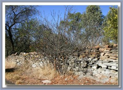 Old garden wall