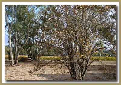 Churchyard  & vines