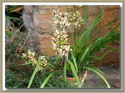 Schoolhouse orchid