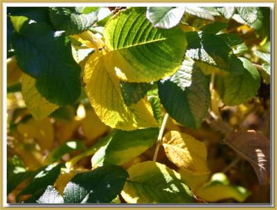 Judy's Rugosa seedling  autumn leaves