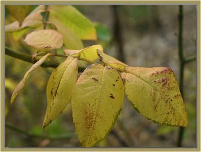 Fantin-Latour autumn leaves