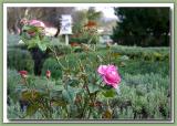 Lavender & rose  Oldfields