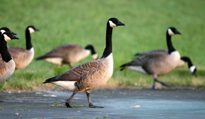 IMG_1037c.jpg