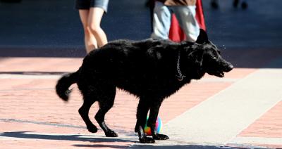 IMG_1822c.jpg